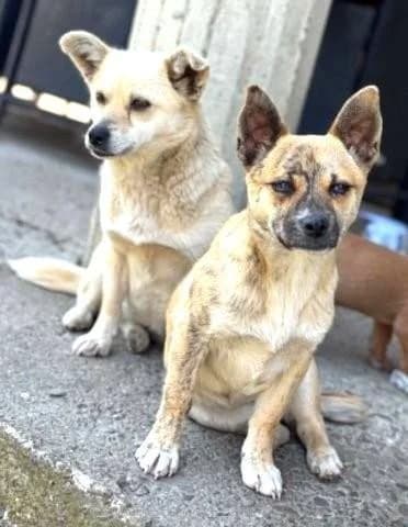 LOU & LENI, beige female 3yo Mixed Breed for adoption at Tier-Not-Hilfe