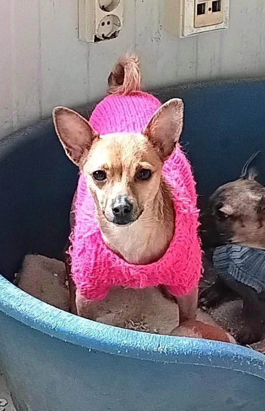Mama ALEXA & ihre Welpen, braun female young Mixed Breed for adoption at Tier-Not-Hilfe