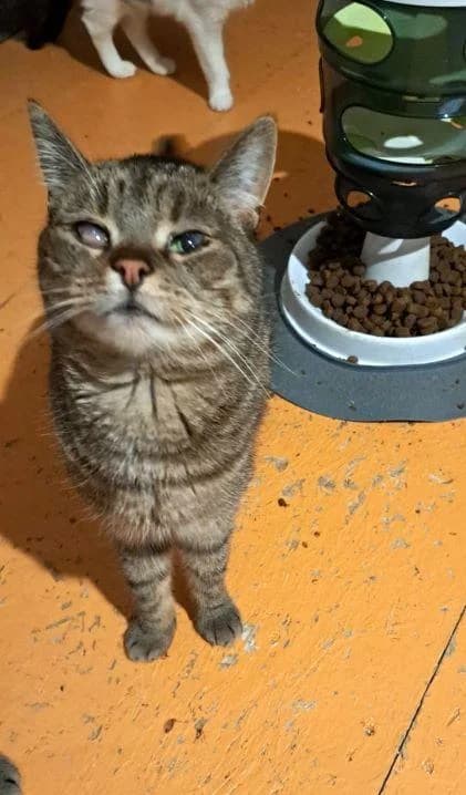 FOXY & ROXY, female 6yo European Shorthair for adoption at Tier-Not-Hilfe