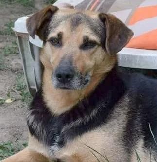 ADONIS, male senior Mixed Breed for adoption at Tier-Not-Hilfe