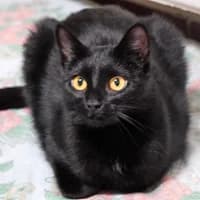 Flauschi, female 3yo Mixed Breed for adoption at Tierasyl Chemnitz