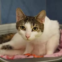 Bella, female Mixed Breed for adoption at Tierasyl Chemnitz