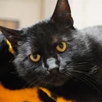 Lucifer, male senior Mixed Breed for adoption at Tierasyl Chemnitz