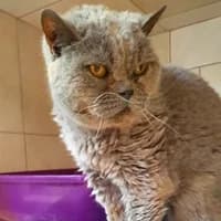 Bruno, male senior Mixed Breed for adoption at Tierasyl Chemnitz