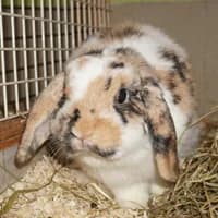 Caysie, female 4yo Mixed Breed for adoption at Tierasyl Chemnitz