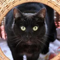 Julie, female 6yo Mixed Breed for adoption at Tierasyl Chemnitz