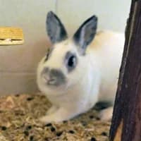 Daisy, female young Mixed Breed for adoption at Tierasyl Chemnitz