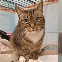 Ella, female 3yo Mixed Breed for adoption at Tierasyl Chemnitz