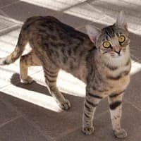 Emma, female young Mixed Breed for adoption at Tierasyl Chemnitz