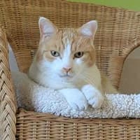Felix, male senior Mixed Breed for adoption at Tierasyl Chemnitz