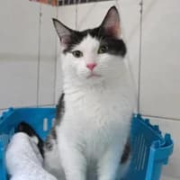 Filou, male Mixed Breed for adoption at Tierasyl Chemnitz