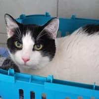 Findus, male young Mixed Breed for adoption at Tierasyl Chemnitz