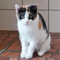 Flauschi, female young Mixed Breed for adoption at Tierasyl Chemnitz
