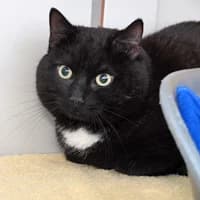 Günthi, male Mixed Breed for adoption at Tierasyl Chemnitz