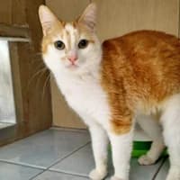 Holly, female young Mixed Breed for adoption at Tierasyl Chemnitz