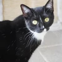 Kiwi, schwarz female young Mixed Breed for adoption at Tierasyl Chemnitz