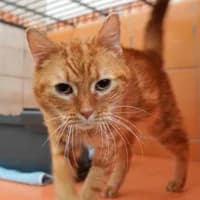 Louis, male Mixed Breed for adoption at Tierasyl Chemnitz