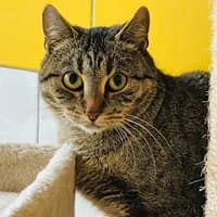 Malinka, female 3yo Mixed Breed for adoption at Tierasyl Chemnitz