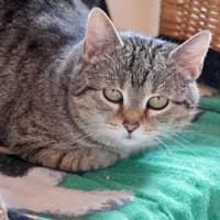 Marie, Mixed Breed (Tierasyl Chemnitz)