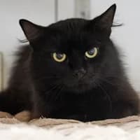 Max, male 6yo Mixed Breed for adoption at Tierasyl Chemnitz