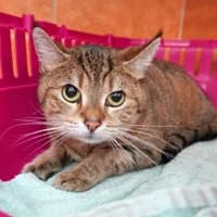Maxi, female young Mixed Breed for adoption at Tierasyl Chemnitz