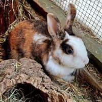 Merle, merle female young Mixed Breed for adoption at Tierasyl Chemnitz