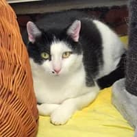Michaela, female senior Mixed Breed for adoption at Tierasyl Chemnitz