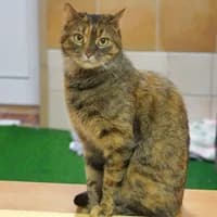 Mimi, female young Mixed Breed for adoption at Tierasyl Chemnitz