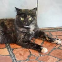 Nora, female young Mixed Breed for adoption at Tierasyl Chemnitz