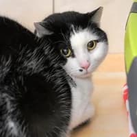 Michaela, female senior Mixed Breed for adoption at Tierasyl Chemnitz