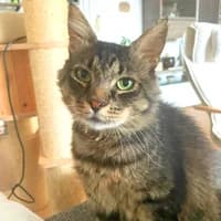 Oskar, male 6yo Mixed Breed for adoption at Tierasyl Chemnitz