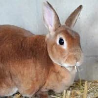 Lady & Molly, female 6yo Mixed Breed for adoption at Tierasyl Chemnitz