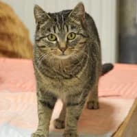 Pia, female Mixed Breed for adoption at Tierasyl Chemnitz