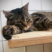 Remo, male senior Mixed Breed for adoption at Tierasyl Chemnitz