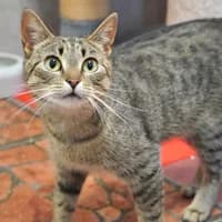 Sally, female young Mixed Breed for adoption at Tierasyl Chemnitz