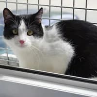 Salty, male young Mixed Breed for adoption at Tierasyl Chemnitz