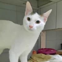 Simba & Pablo, male Mixed Breed for adoption at Tierasyl Chemnitz