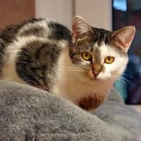 Smokey, male young Mixed Breed for adoption at Tierasyl Chemnitz