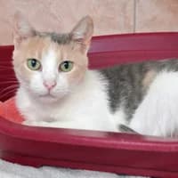 Stine, female Mixed Breed for adoption at Tierasyl Chemnitz