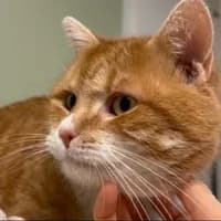 Toni, male senior Mixed Breed for adoption at Tierasyl Chemnitz