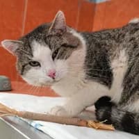 Visito, male Mixed Breed for adoption at Tierasyl Chemnitz