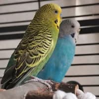 Horst & Hilde, female Mixed Breed for adoption at Tierasyl Chemnitz