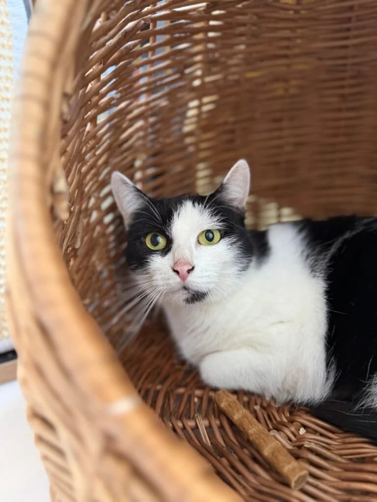 Domi, female 5yo European Shorthair for adoption at Tiere e.V.
