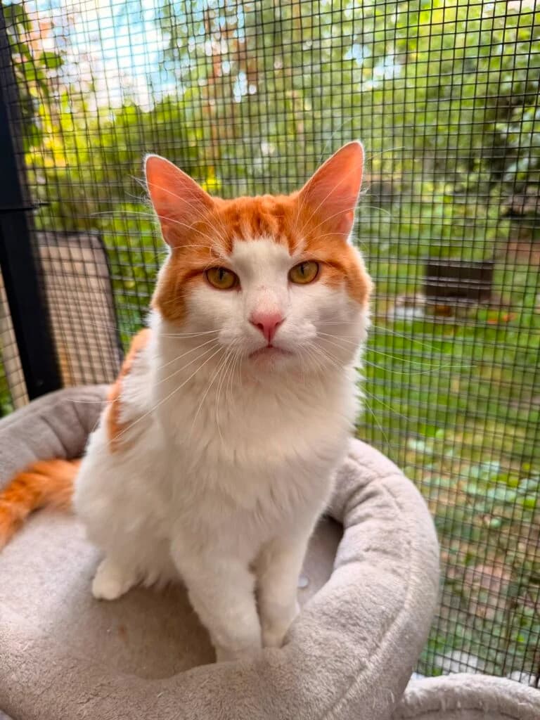 Chili, male 3yo European Shorthair for adoption at Tiere e.V.