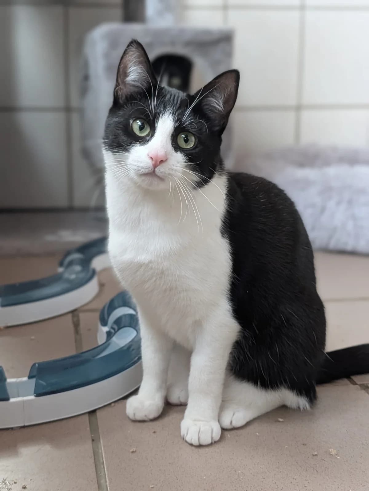 Vega, Herr Maia & Lyra,  young European Shorthair for adoption at Tiere e.V.