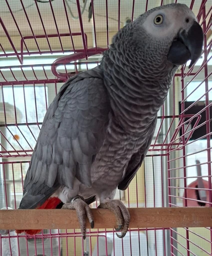 Frau Jacko, female 5yo mixed breed for adoption at Tiere e.V.