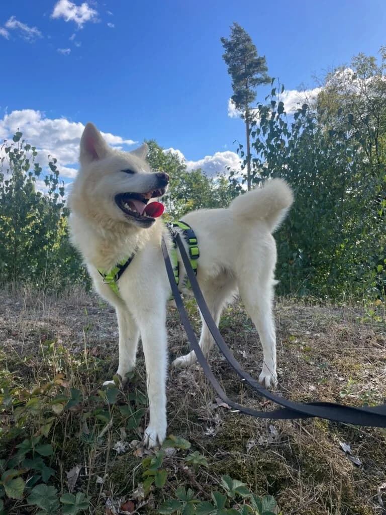 Tofu, male young Akita for adoption at Tiere e.V.