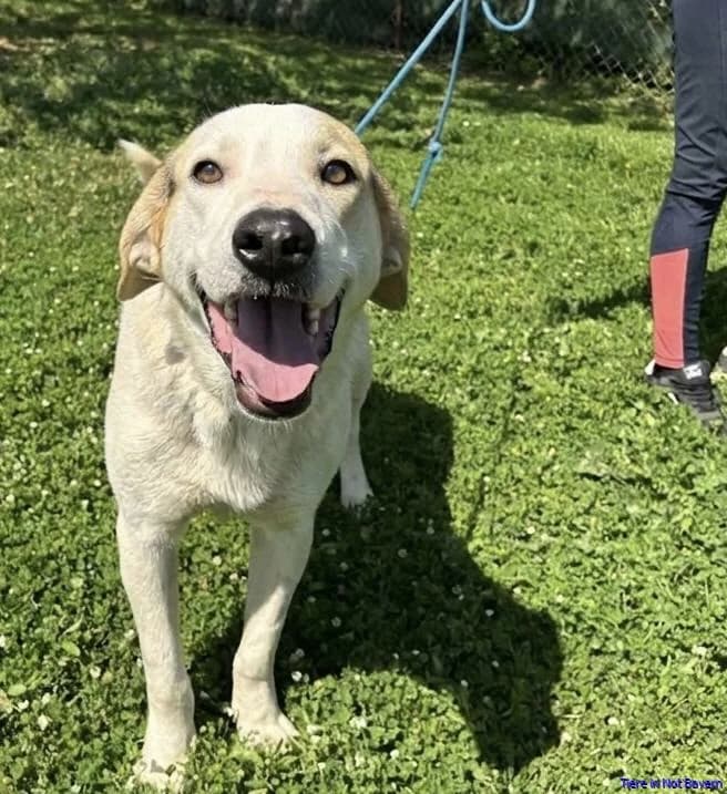 Aiko, male young Mixed Breed for adoption at Hundesuche Tiere in Not Bayern