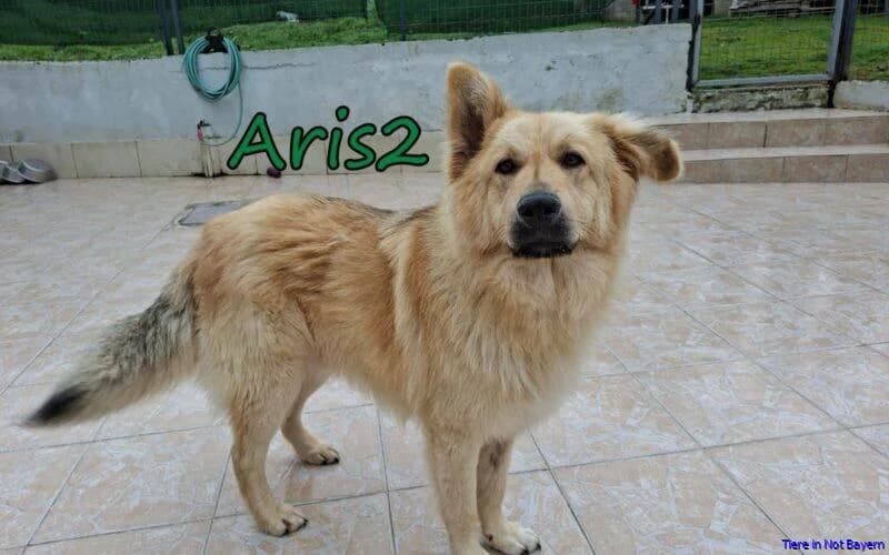 Aris2, male young German Shepherd for adoption at Hundesuche Tiere in Not Bayern