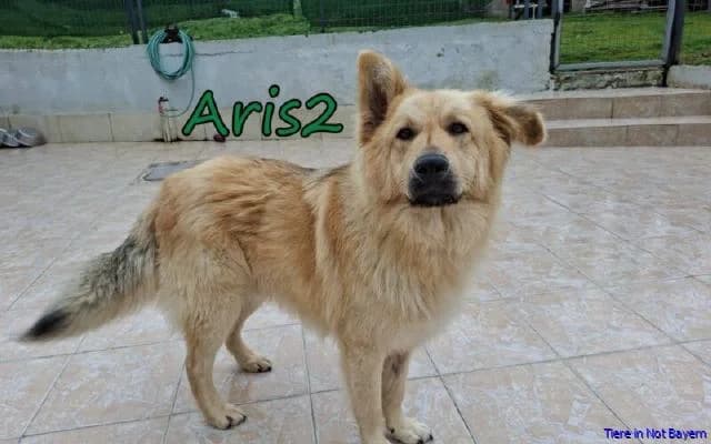 Aris2, male German Shepherd for adoption at Hundesuche Tiere in Not Bayern — photo 2 of 2